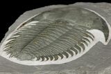 Lower Cambrian Trilobite (Longianda) - Issafen, Morocco #164513-4